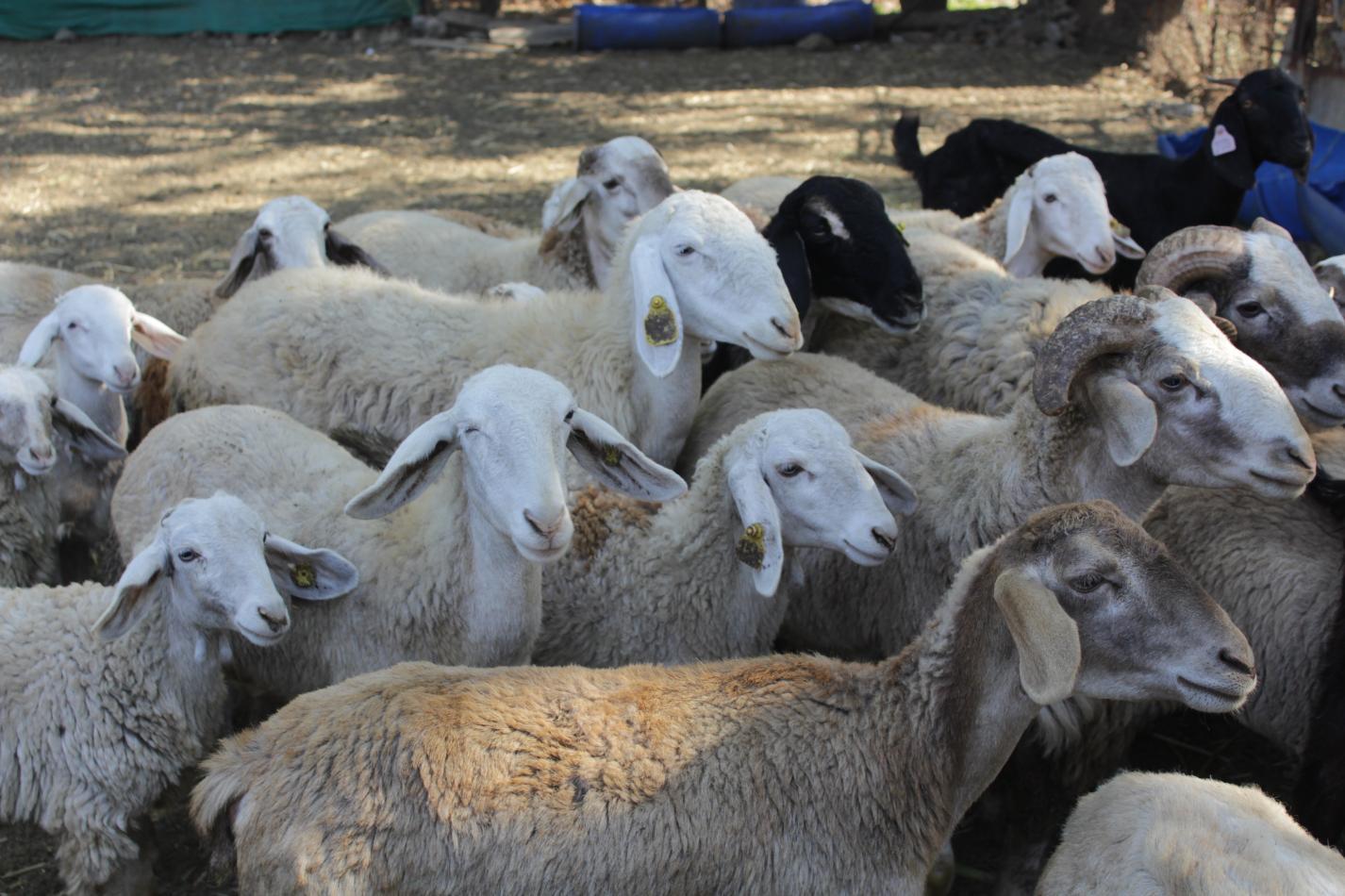 Deccani goat unit(1)